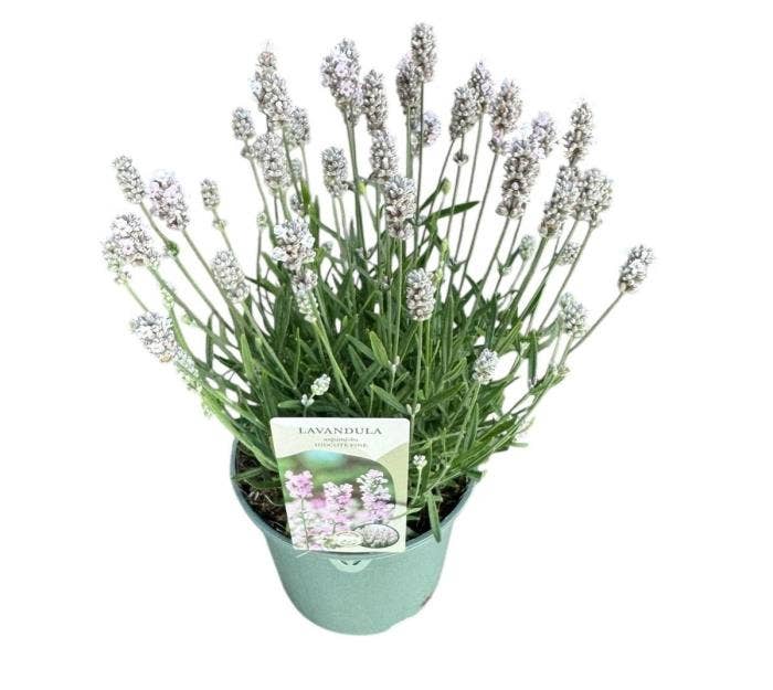 Lavandula ang. 'Beezee Pink'
