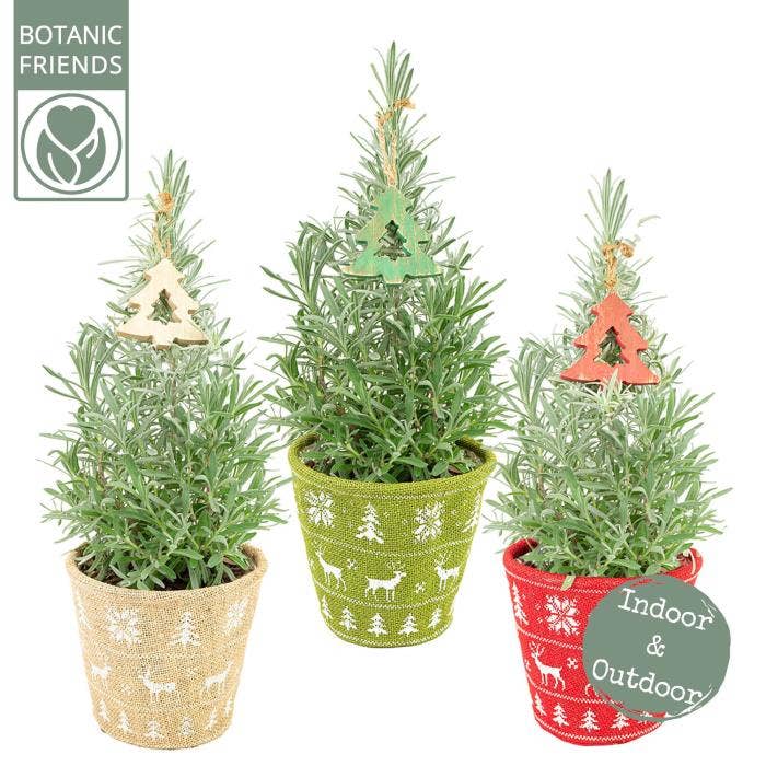 Lavandula ang. 'Christmas Tree'