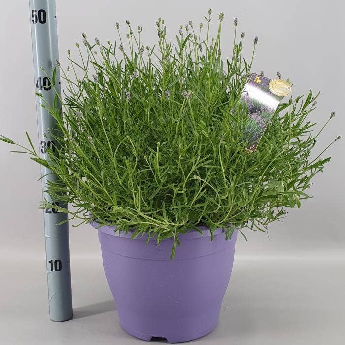Lavandula Ang. Essence Purple 26 Cm
