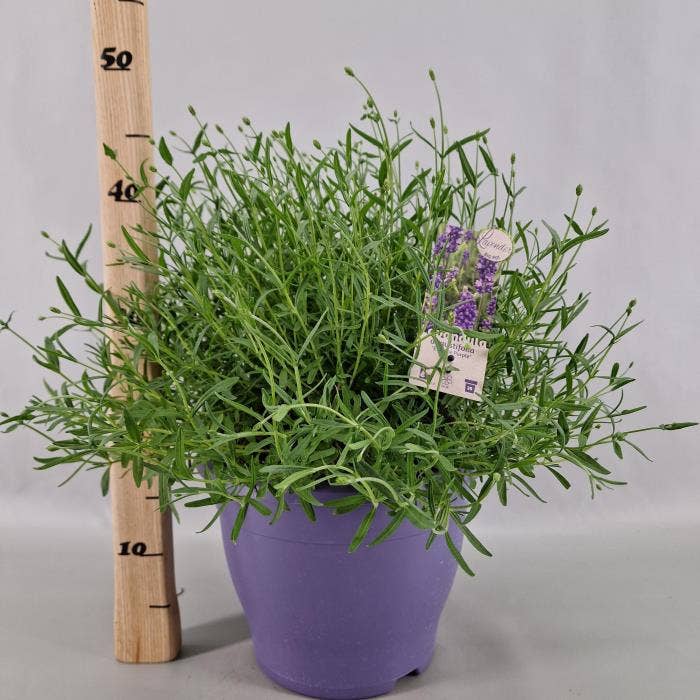 Lavandula Ang. Essence Purple