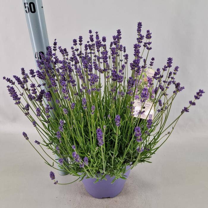 Lavandula Ang. Essence Purple