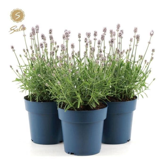 Lavandula ang. 'Felice Light Pink'