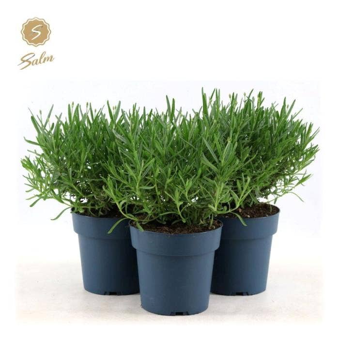 Lavandula ang. 'Felice Prem. Provence'