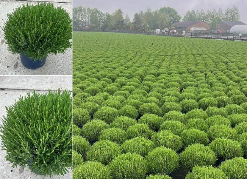 Lavandula ang. 'Felice Premium Provence'®