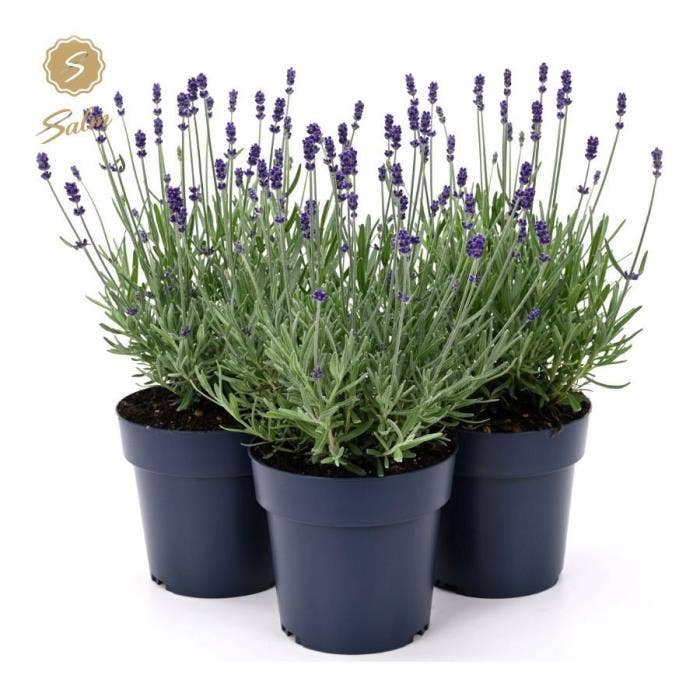Lavandula ang. 'Felice Silver'® P15