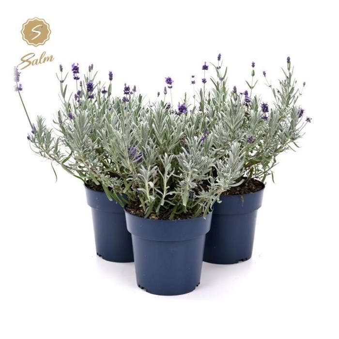 Lavandula ang. 'Felice Silver'®