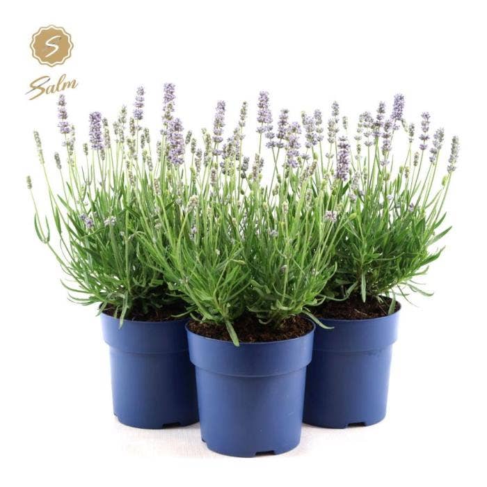 Lavandula ang. 'Felice' White
