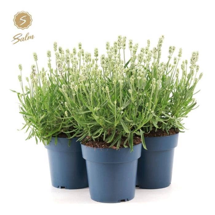 Lavandula ang. 'Felice White'®
