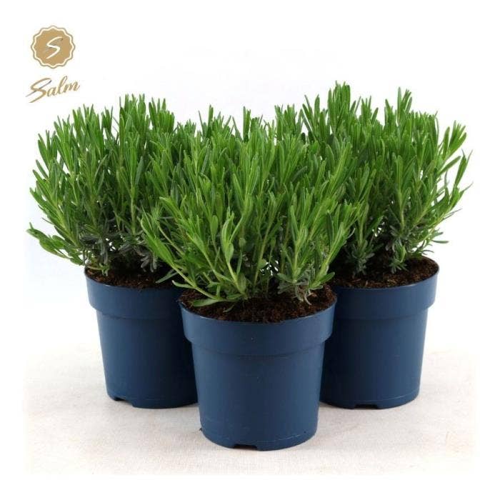 Lavandula ang. 'Felice'