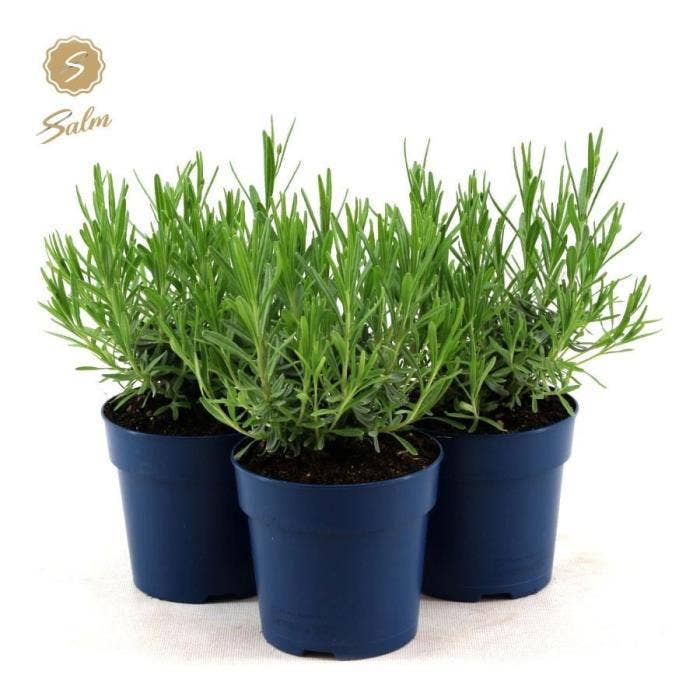 Lavandula ang. 'Felice'