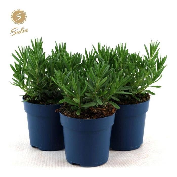 Lavandula ang. 'Felice'® 