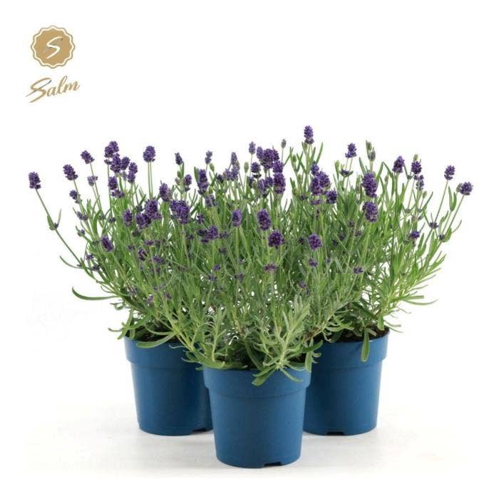 Lavandula ang. 'Felice'®