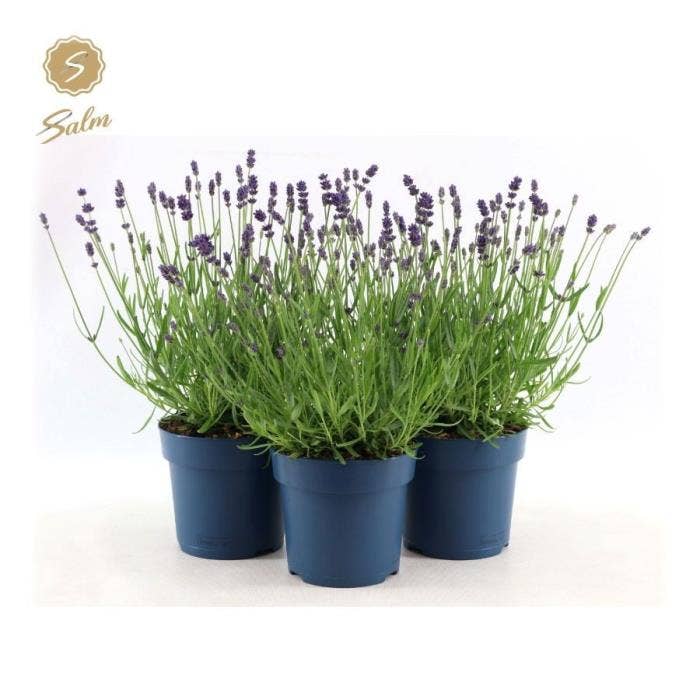 Lavandula ang. 'Felice'®