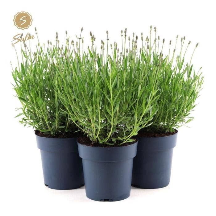 Lavandula ang. 'Felice'®