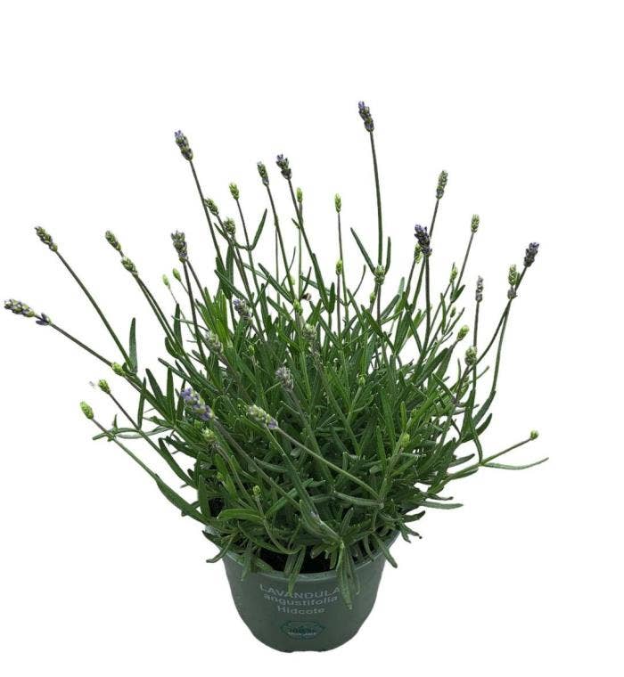 Lavandula ang. 'Hidcote' PT