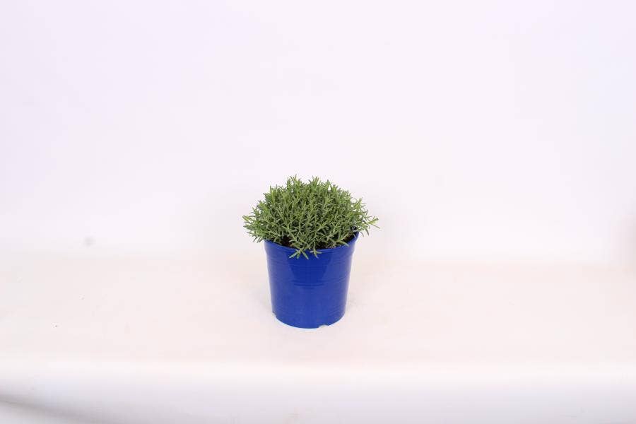 Lavandula ang. 'Hidcote'