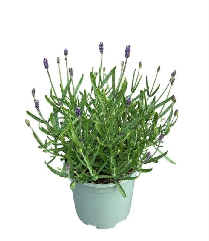Lavandula ang. 'Hidcote'