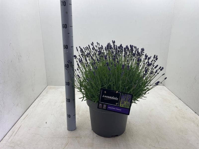 Lavandula ang. ‘Hidcote’