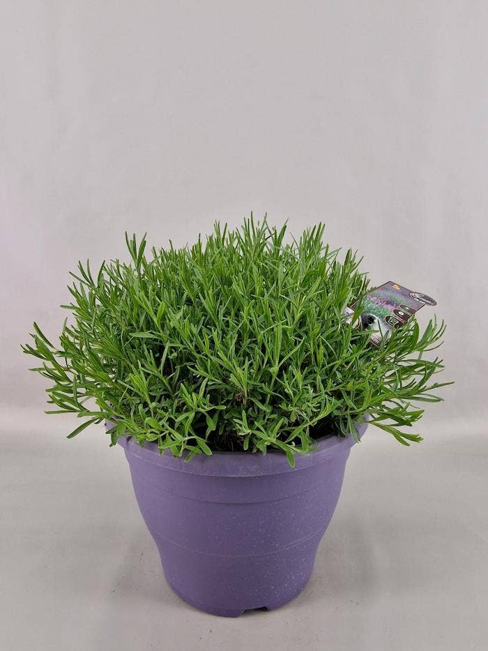 Lavandula Ang. Hidcote 