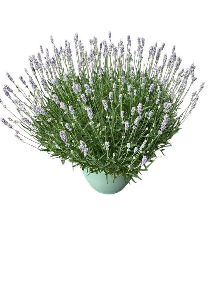 Lavandula ang. 'Hidcote' 