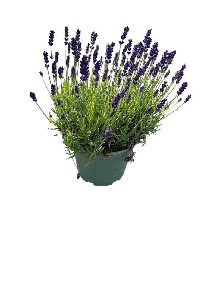 Lavandula ang. 'Hidcote'