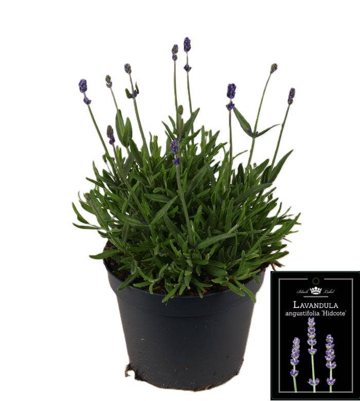 Lavandula ang. 'Hidcote'