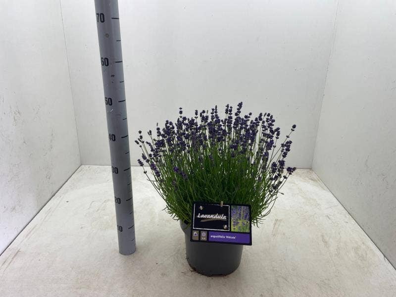 Lavandula ang. 'Hidcote'