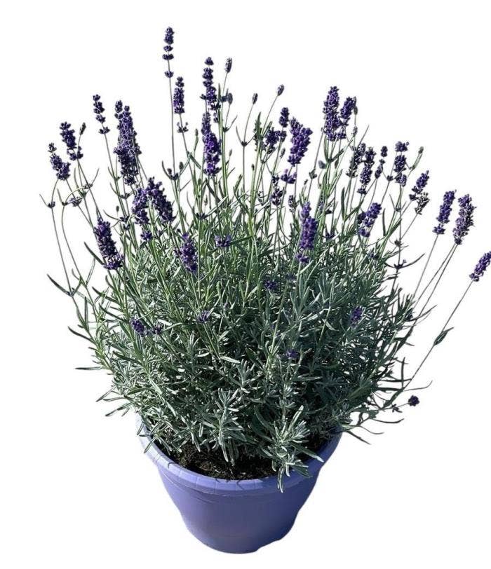 Lavandula ang. 'Hidcote'