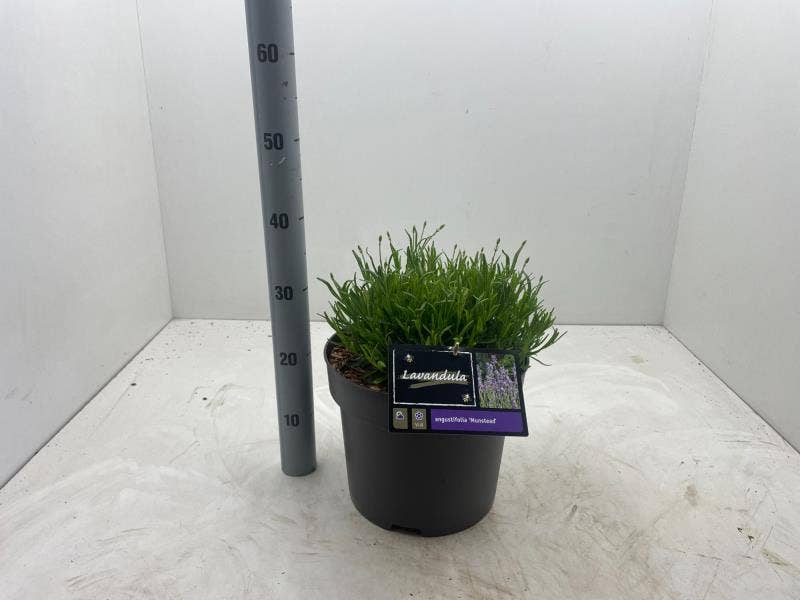 Lavandula ang. ‘Munstead’