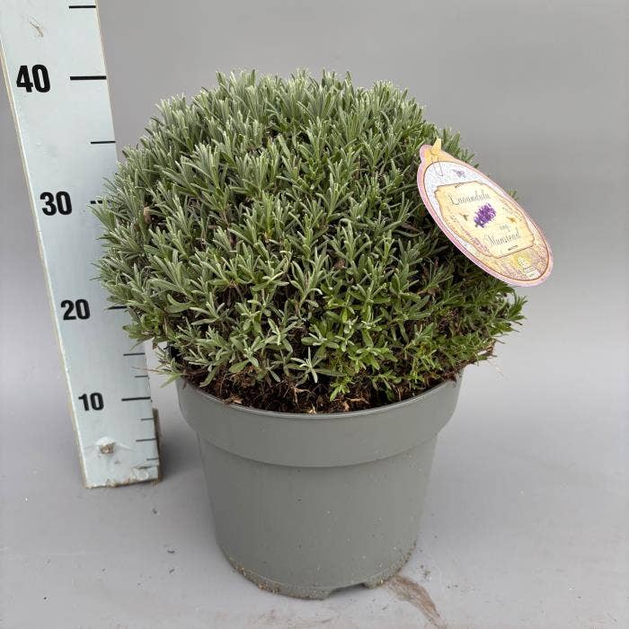Lavandula ang. 'Munstead'