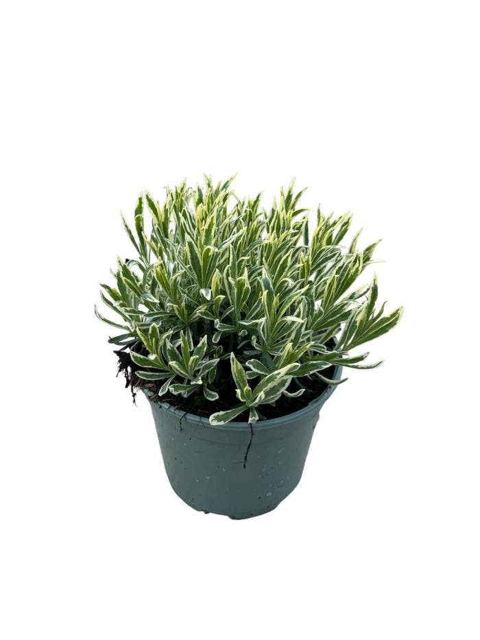 Lavandula ang. 'Platinum Blonde'