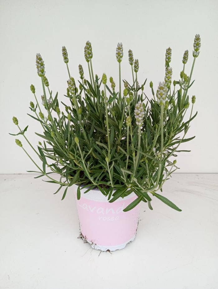 Lavandula ang. 'Rosea'