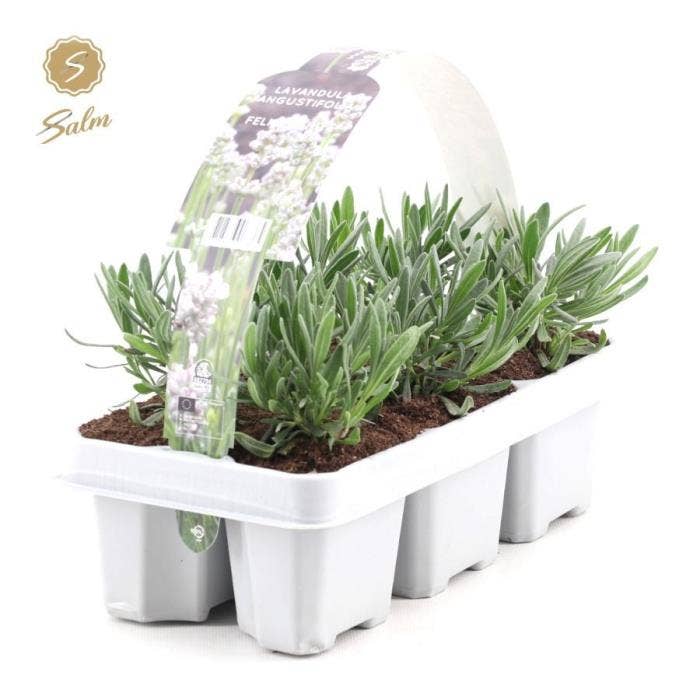Lavandula ang. 'White' 6-Pack