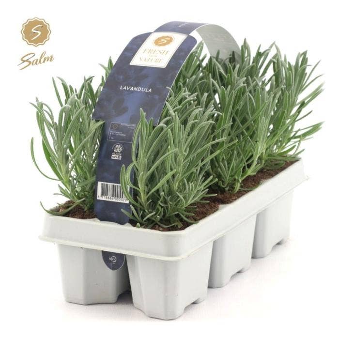 Lavandula ang.