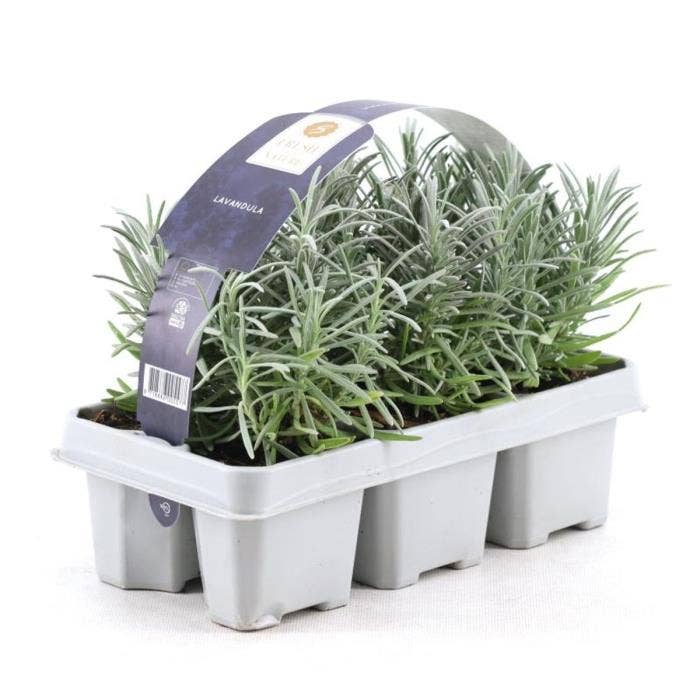 Lavandula angustifolia 6-pack