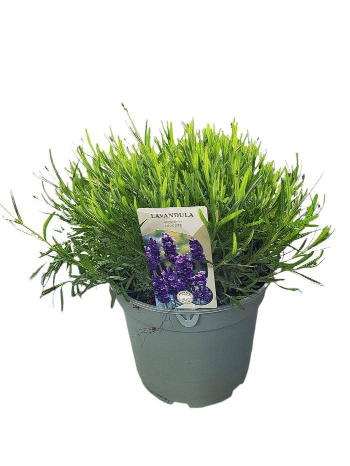 Lavandula Angustifolia 'Hidcote' (PT)