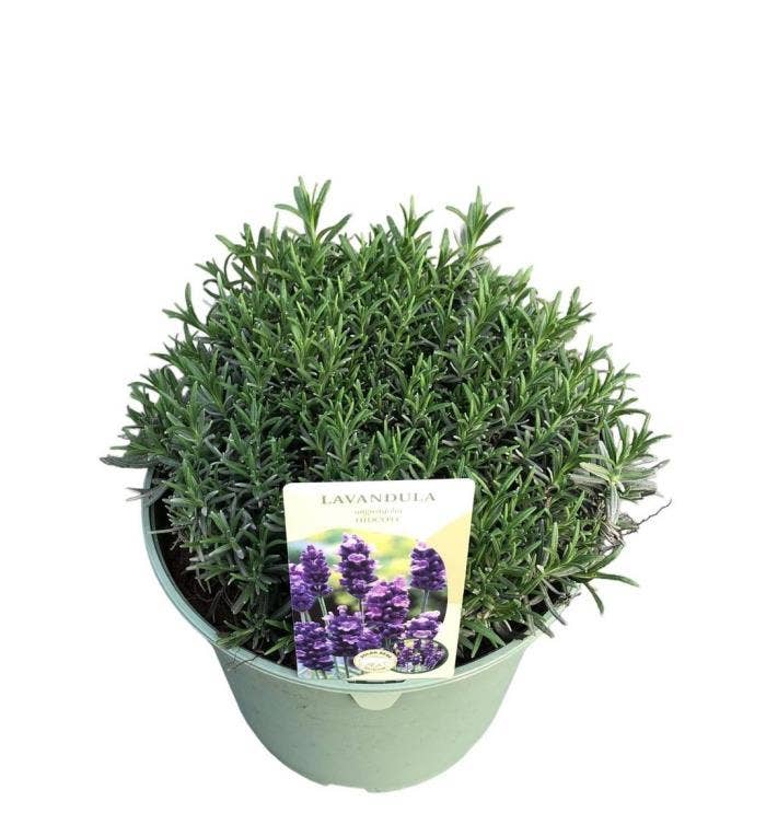 Lavandula Angustifolia 'Hidcote'