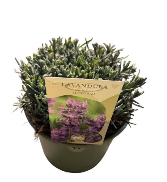 Lavandula Angustifolia 'Munstead'