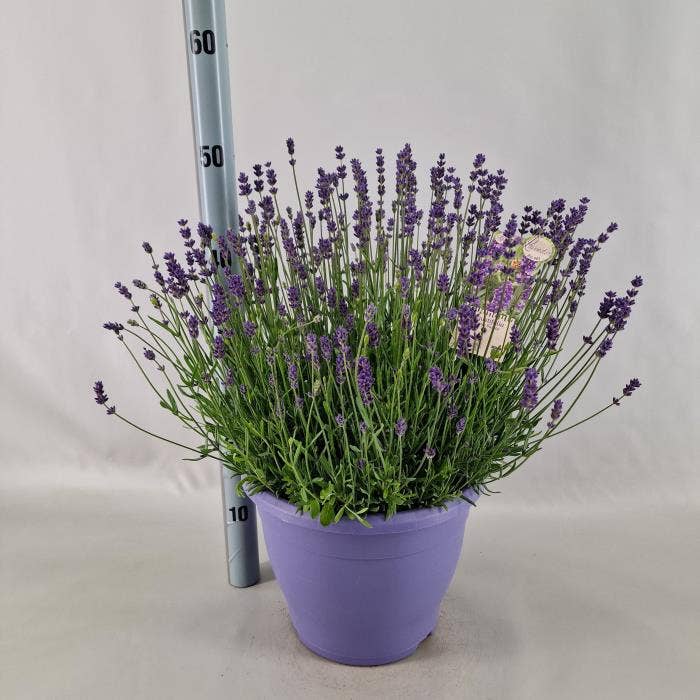 Lavandula angustifolia
