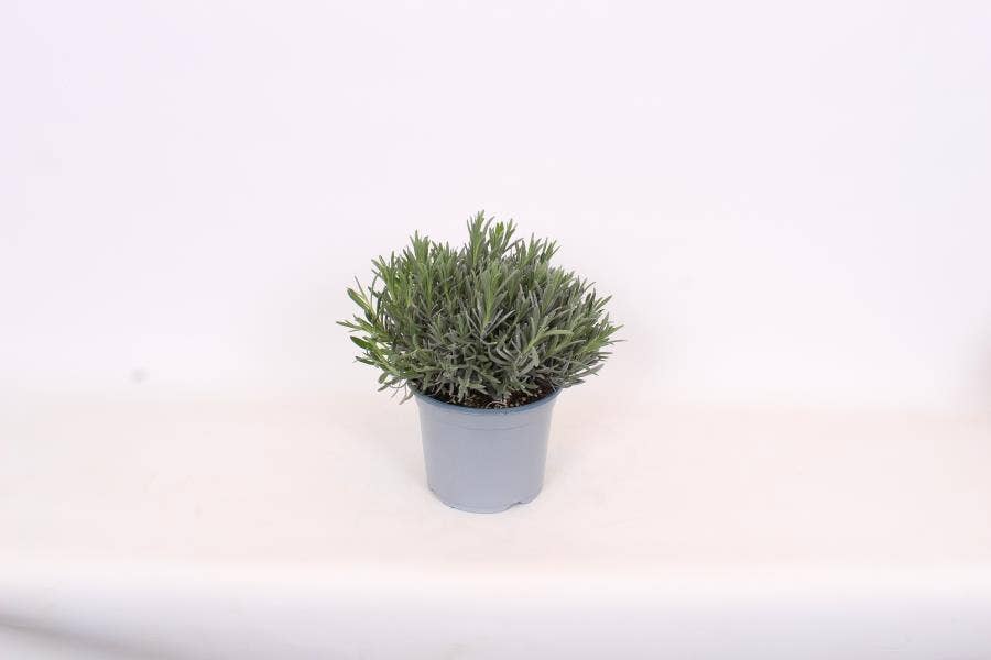 Lavandula angustifolia