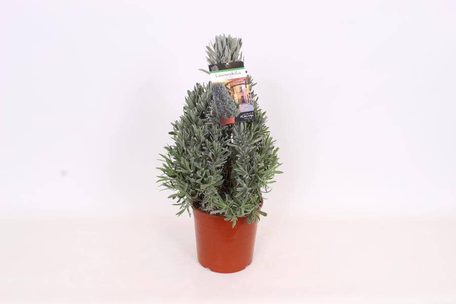 Lavandula angustifolia