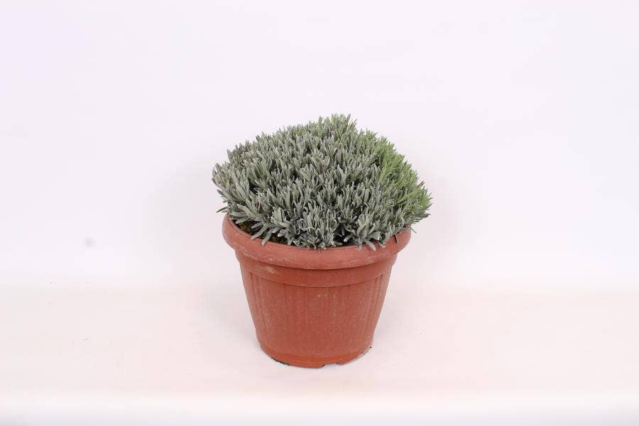 Lavandula angustifolia