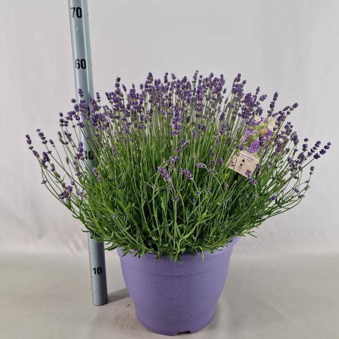 Lavandula angustifolia