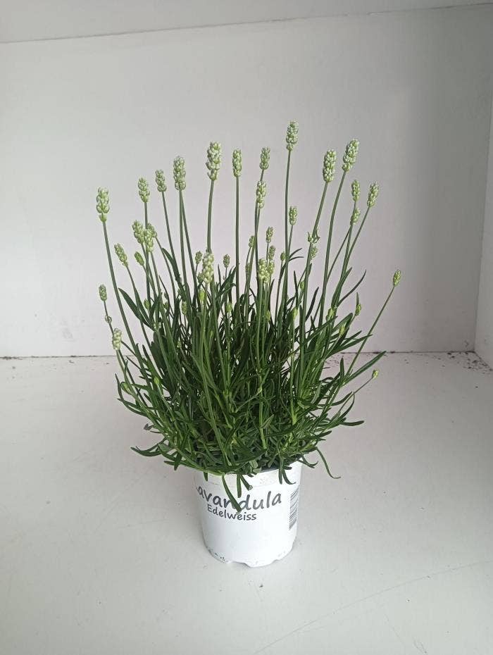 Lavandula interm. 'Edelweiss'
