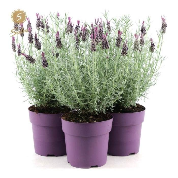 Lavandula st. 'Anouk Silver'® 