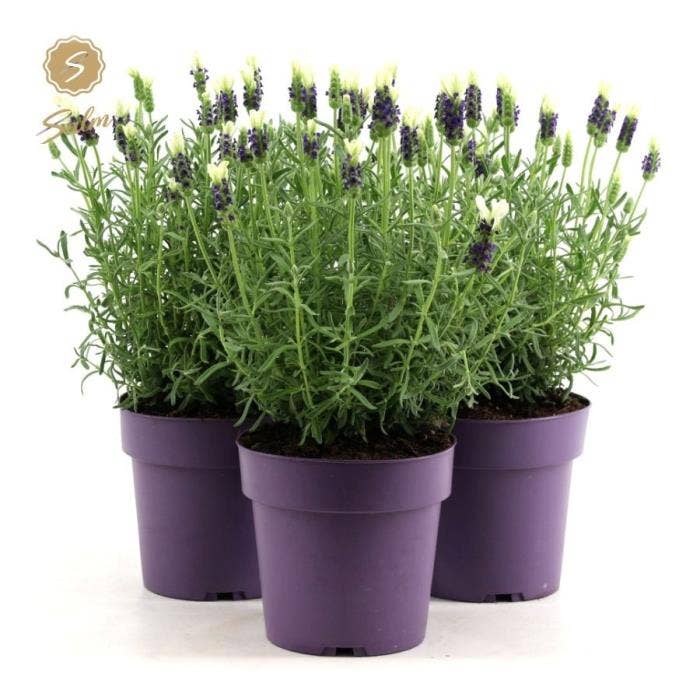 Lavandula st. 'Anouk White'® 