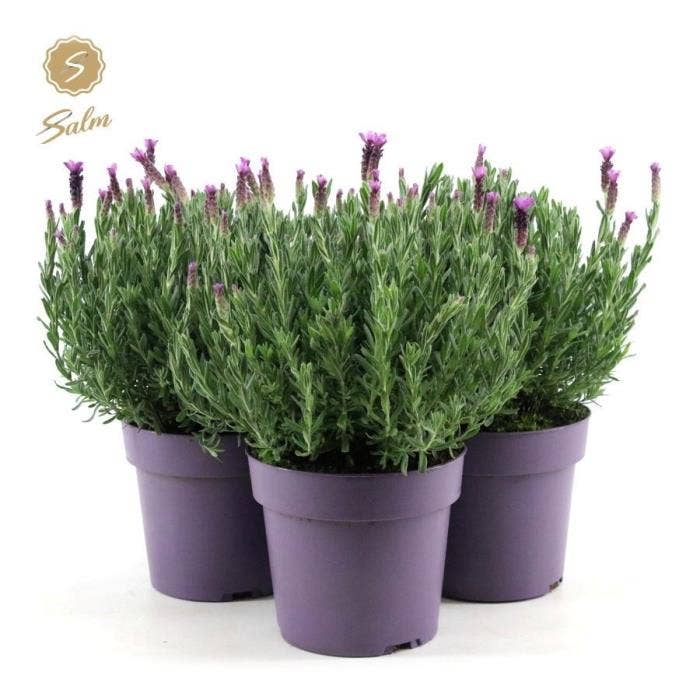 Lavandula st. 'Anouk'