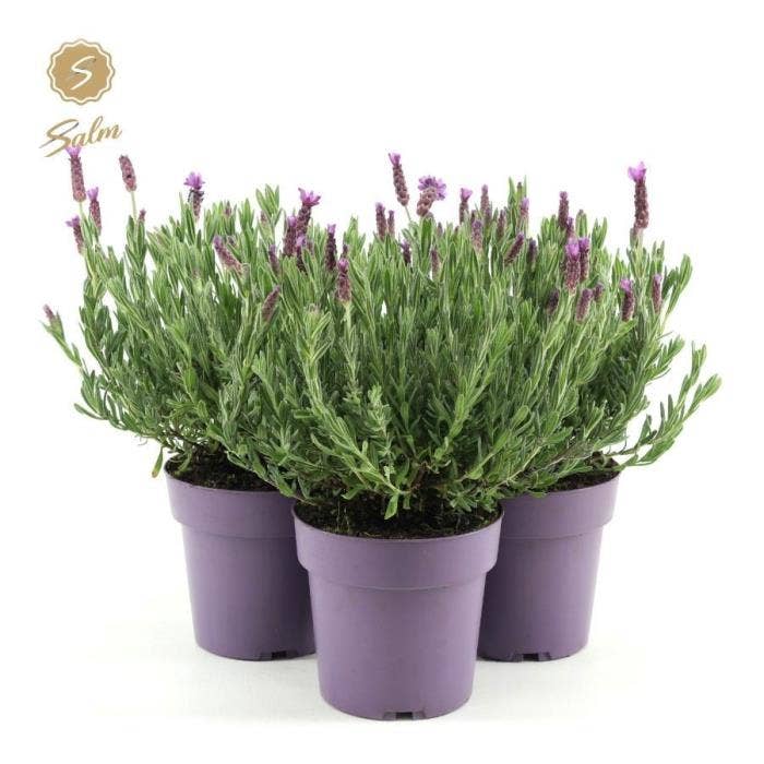 Lavandula st. 'Anouk'