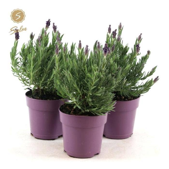 Lavandula st. 'Anouk'