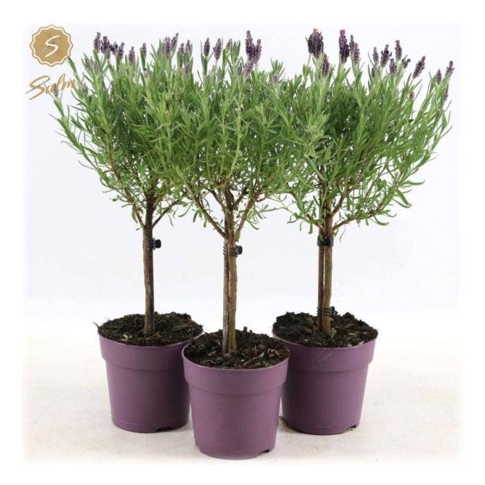 Lavandula st. 'Anouk'